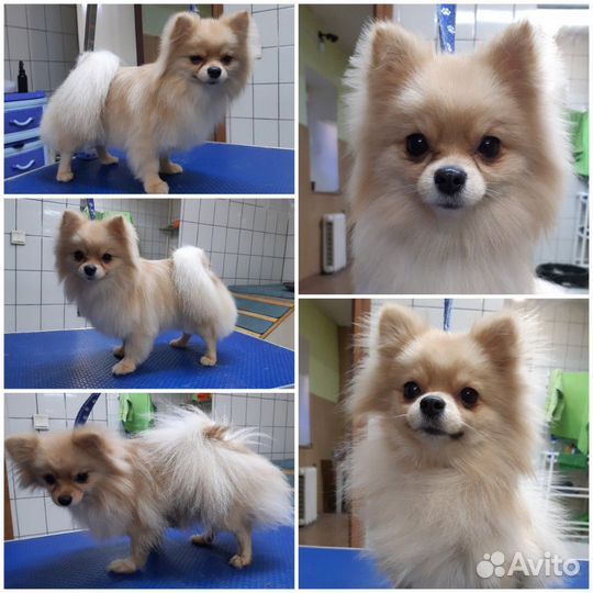 Стрижка собак и кошек