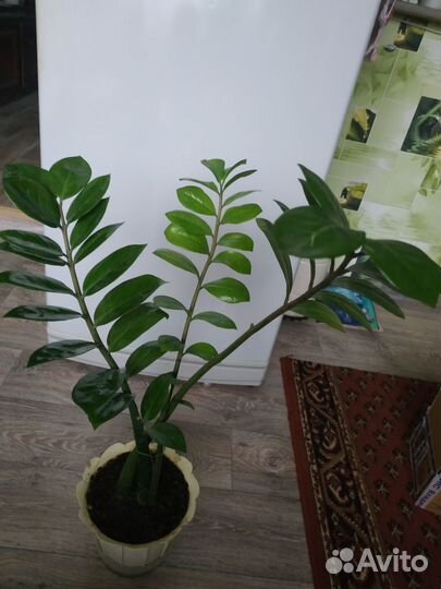 Замиокулькас