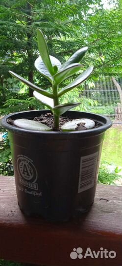 Денежное дерево (толстянка)