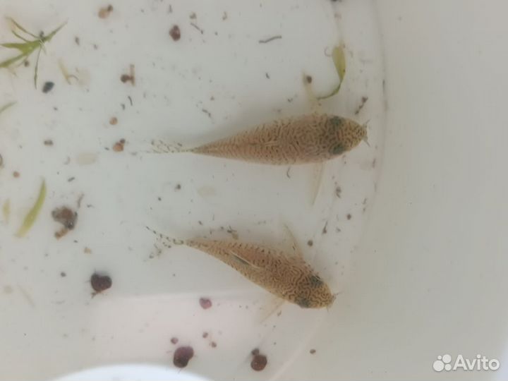 Коридорасы сомы