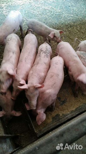 Поросята