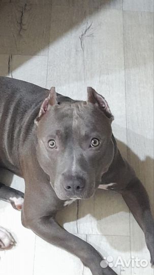 Американский стаффордширский терьер вязка