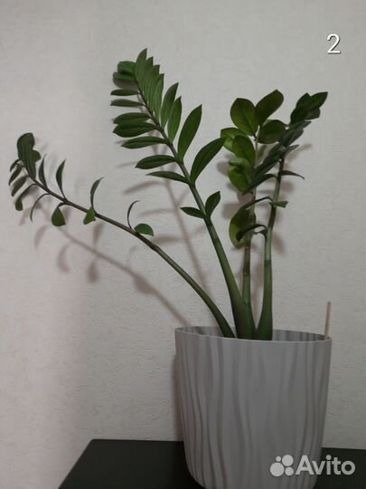 Замиокулькас