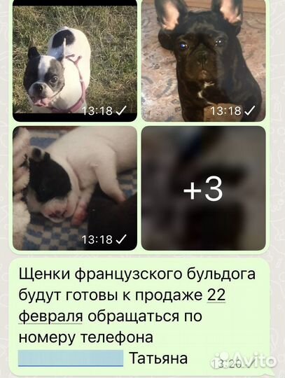 Французский бульдог