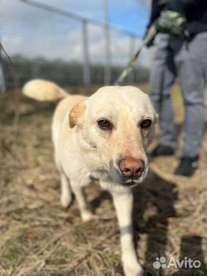 Собака в добрые руки