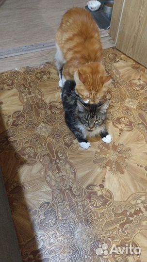 Мейн-кун полидакт вязка