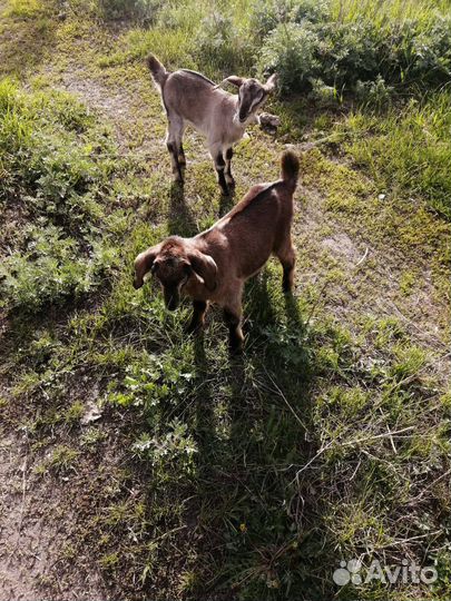 Нубийские козы (козлик и козочка)