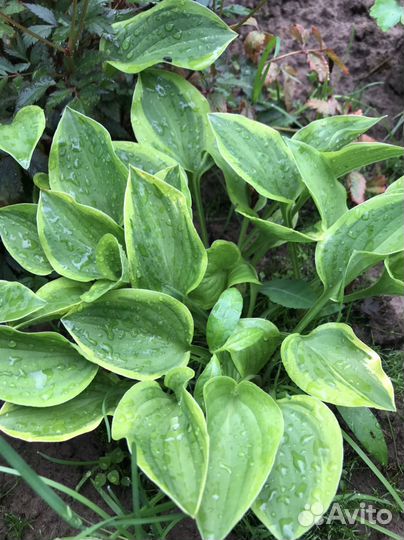 Хоста, пион, купальница