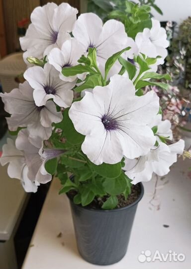 Петуния Тайдал Сильвер