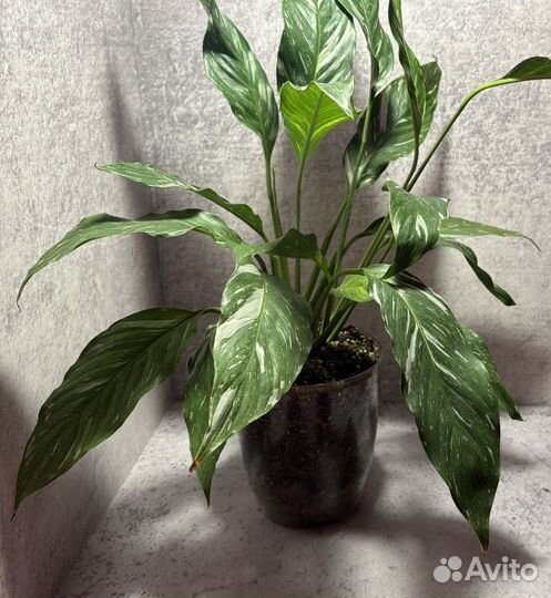 Фото фон / фон для предметной съемки