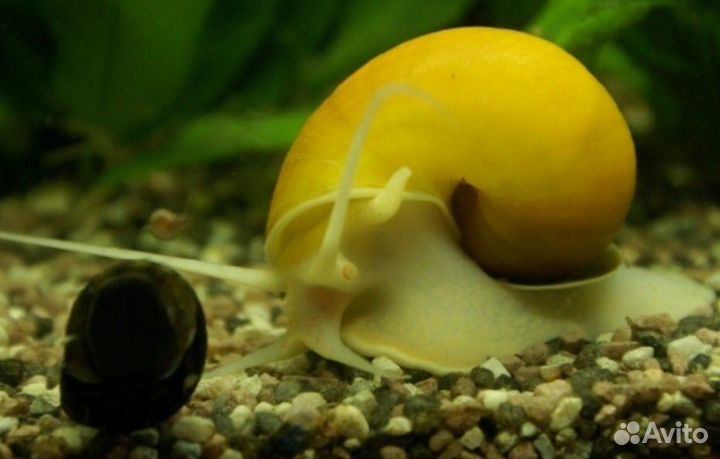 Улитки ампуллярии