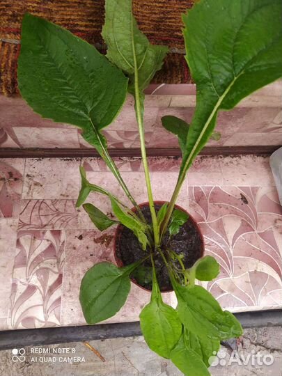 Эхинацея пурпурная