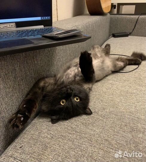 Кот очень ласковый в добрые руки