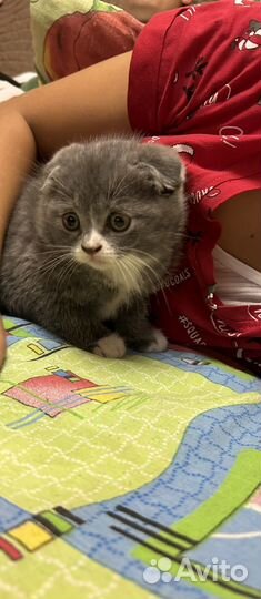 Котенок под елочку