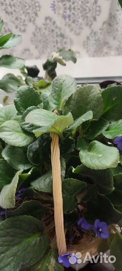 Листики фиалки