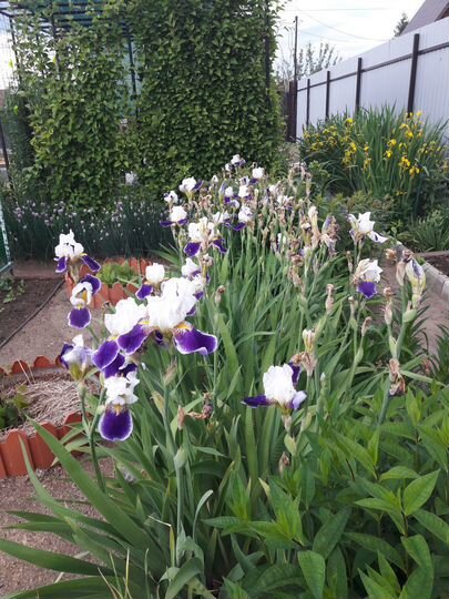 Участок 4 сот. (СНТ, ДНП)