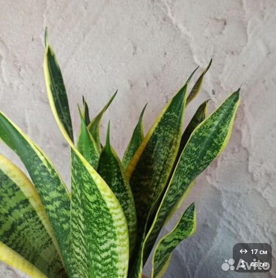 Сансевиерия щучий хвост