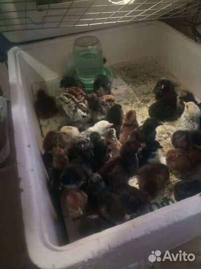 Цыплята разных пород подрощенные
