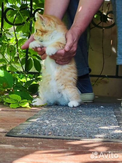 Кошки в добрые руки бесплатно