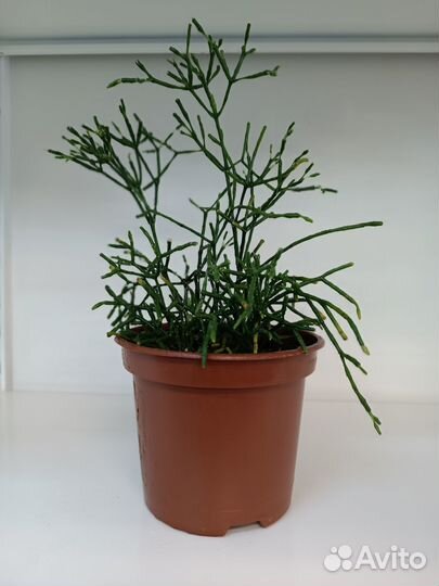 Комнатные растения. Хатиора