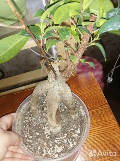 Фикус гинсенг