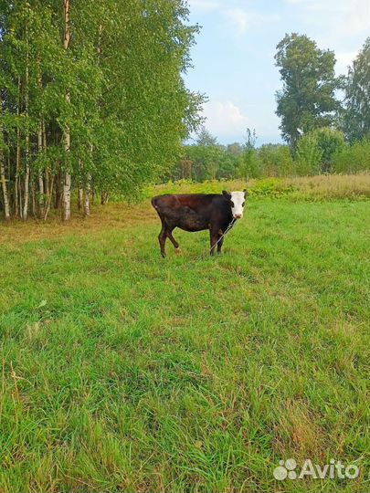 Корова телка