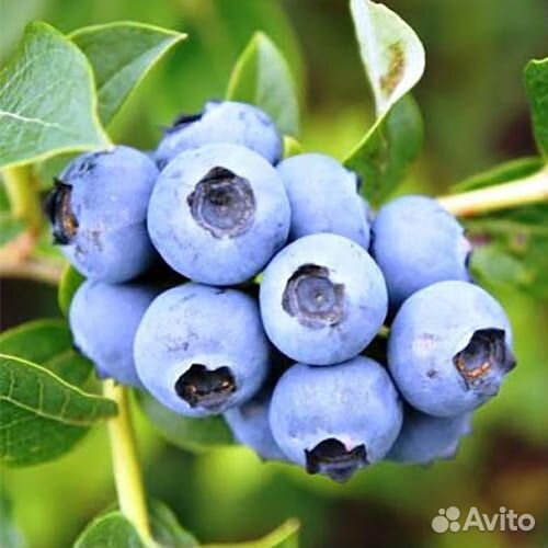 Саженцы Голубика Эрли блю (Early blue), садовая