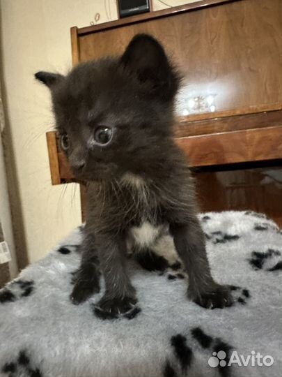 Котята в добрые руки даром