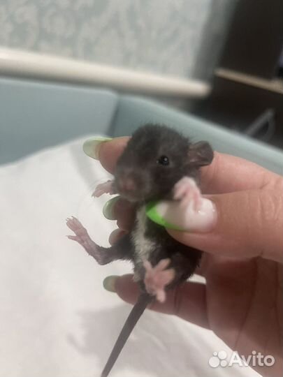 Крыса дамбо