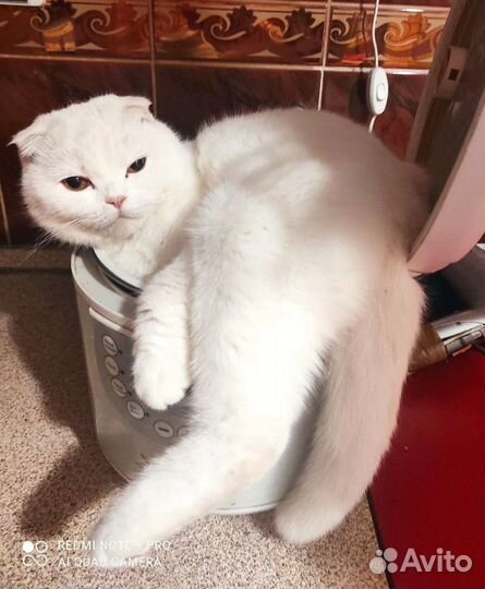 Шотландская кошка