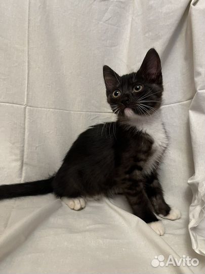 Бездомные котята