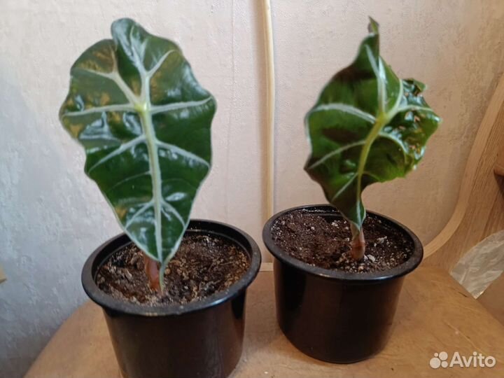 Комнатные растения