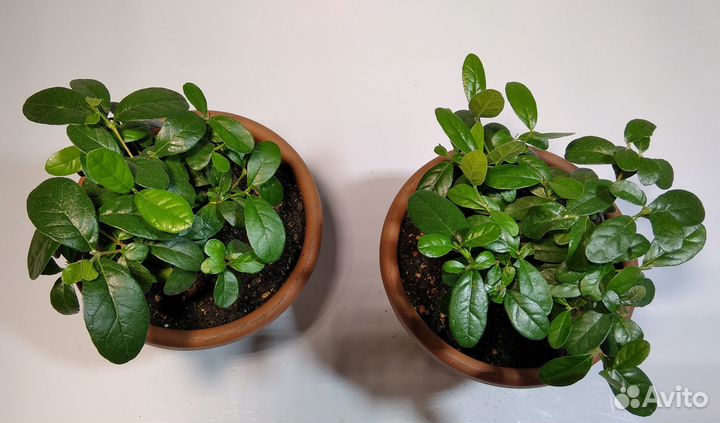 Фейхоа (cca sellow)