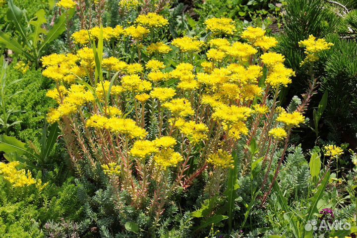 Суккулент Очиток отогнутый, морозостойкий, семена