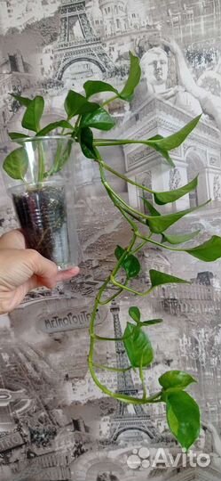 Сциндапсус эпипремнум