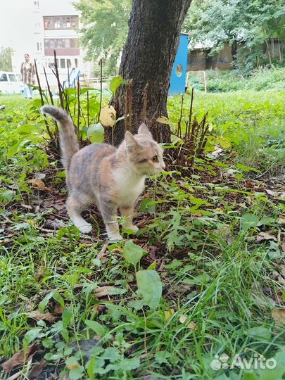 Котёнок примерно 4-5 месяцев