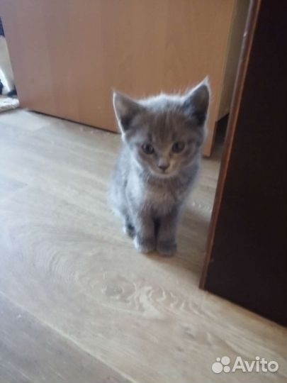 Кошка в дар