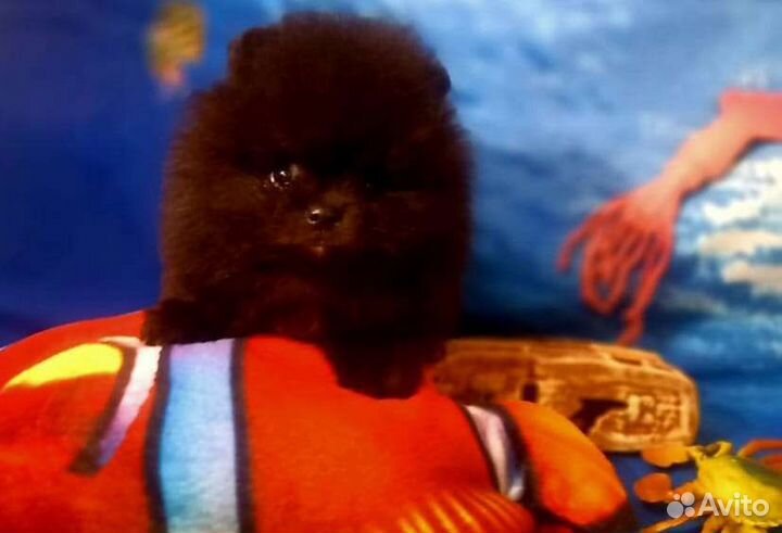 Красавицы чёрные ночи