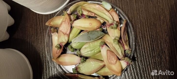 Кактусы и суккуленты