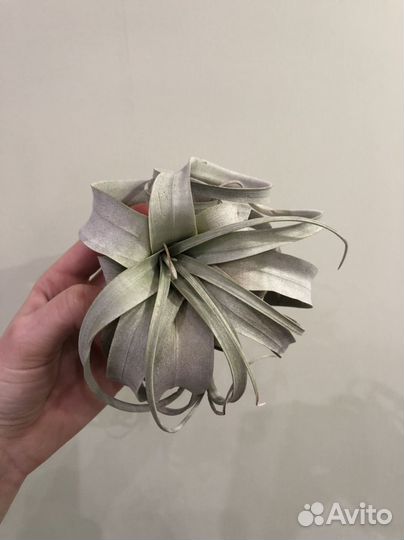 Алоказия медная, Литопсы, Тилландсия и др