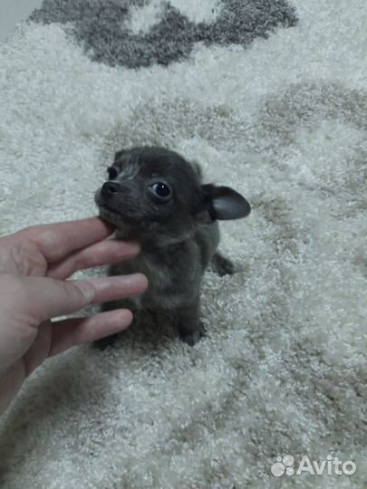 Той-терьер девочка