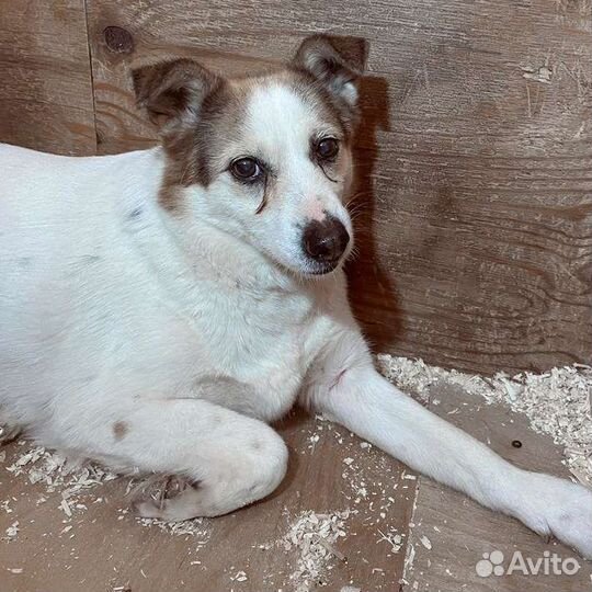 Собака бояка