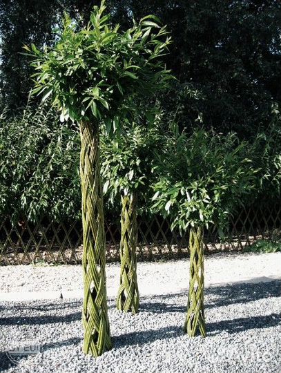 Плетеные деревья из ивы Русская Пальма