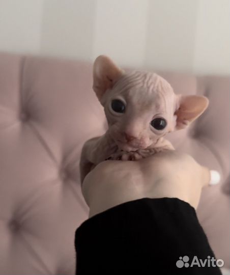 Канадский сфинкс котенок