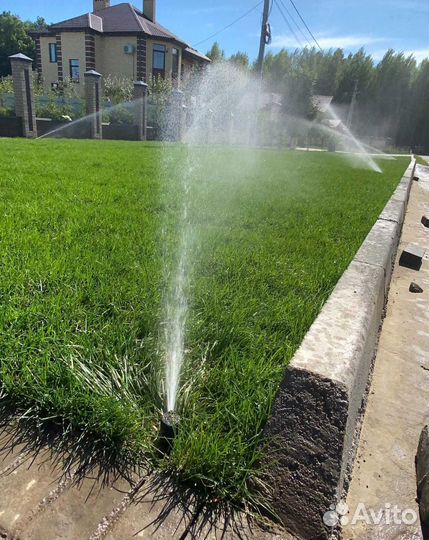 Рулонный газон, посевной газон