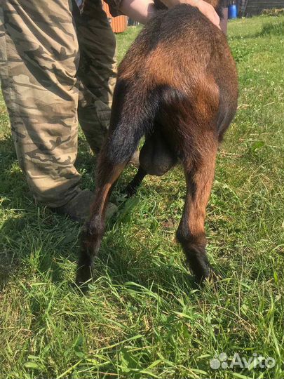 Козочка и козлик