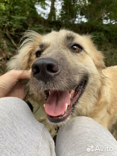 Лайма собака-улыбака