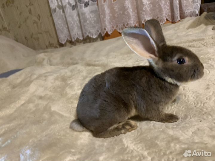 Продажа кроликов рекс