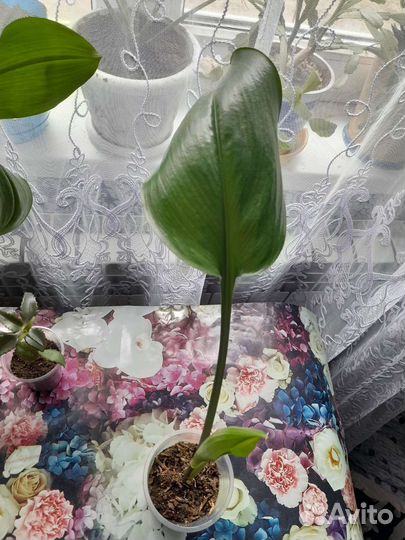 Комнатные цветы