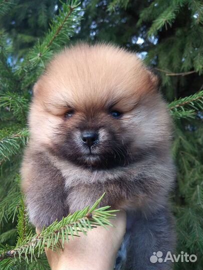 Щенки шпица